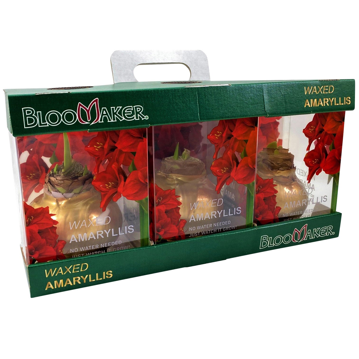 WAXED AMARYLLIS 3 PACK