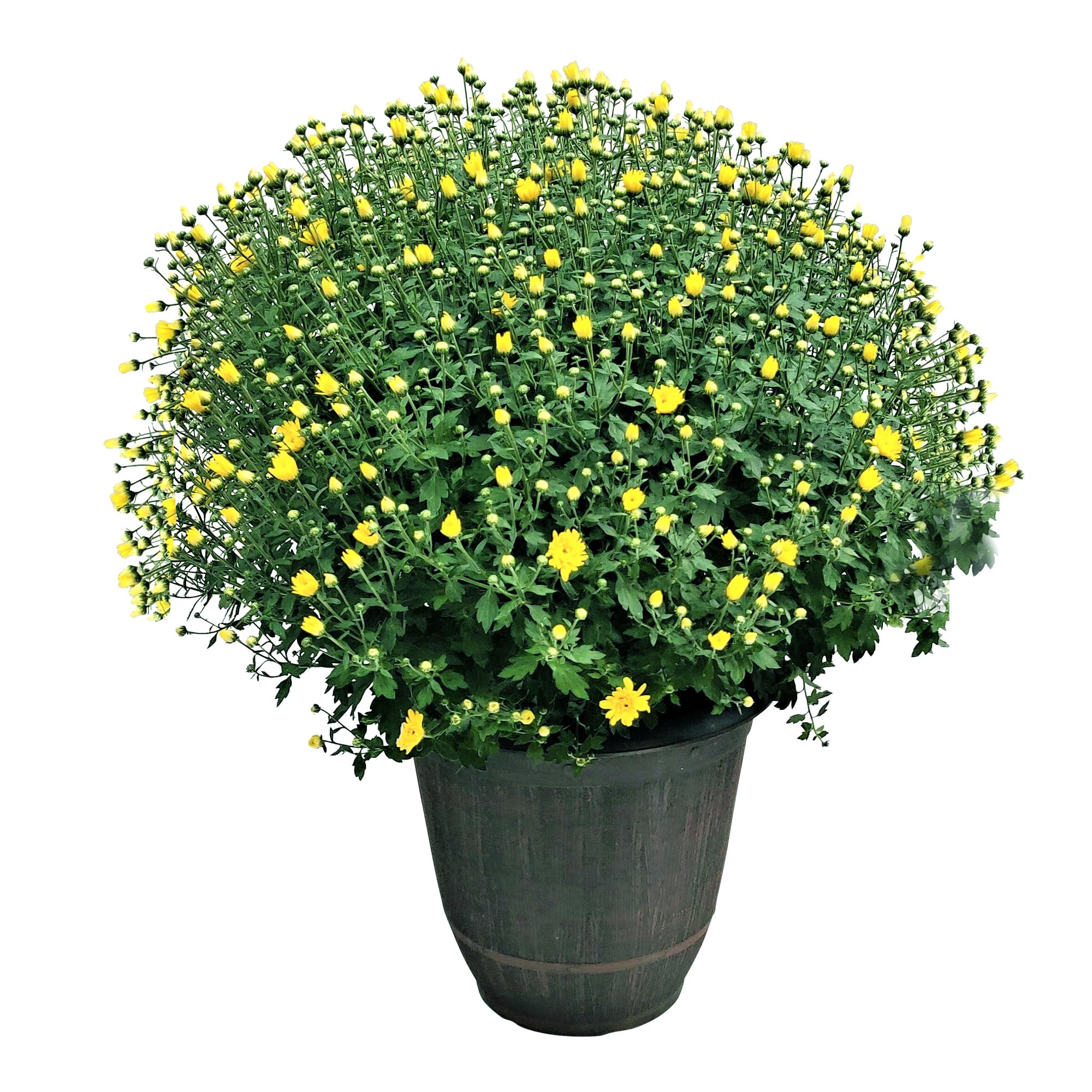 FALL MUM 4.95G