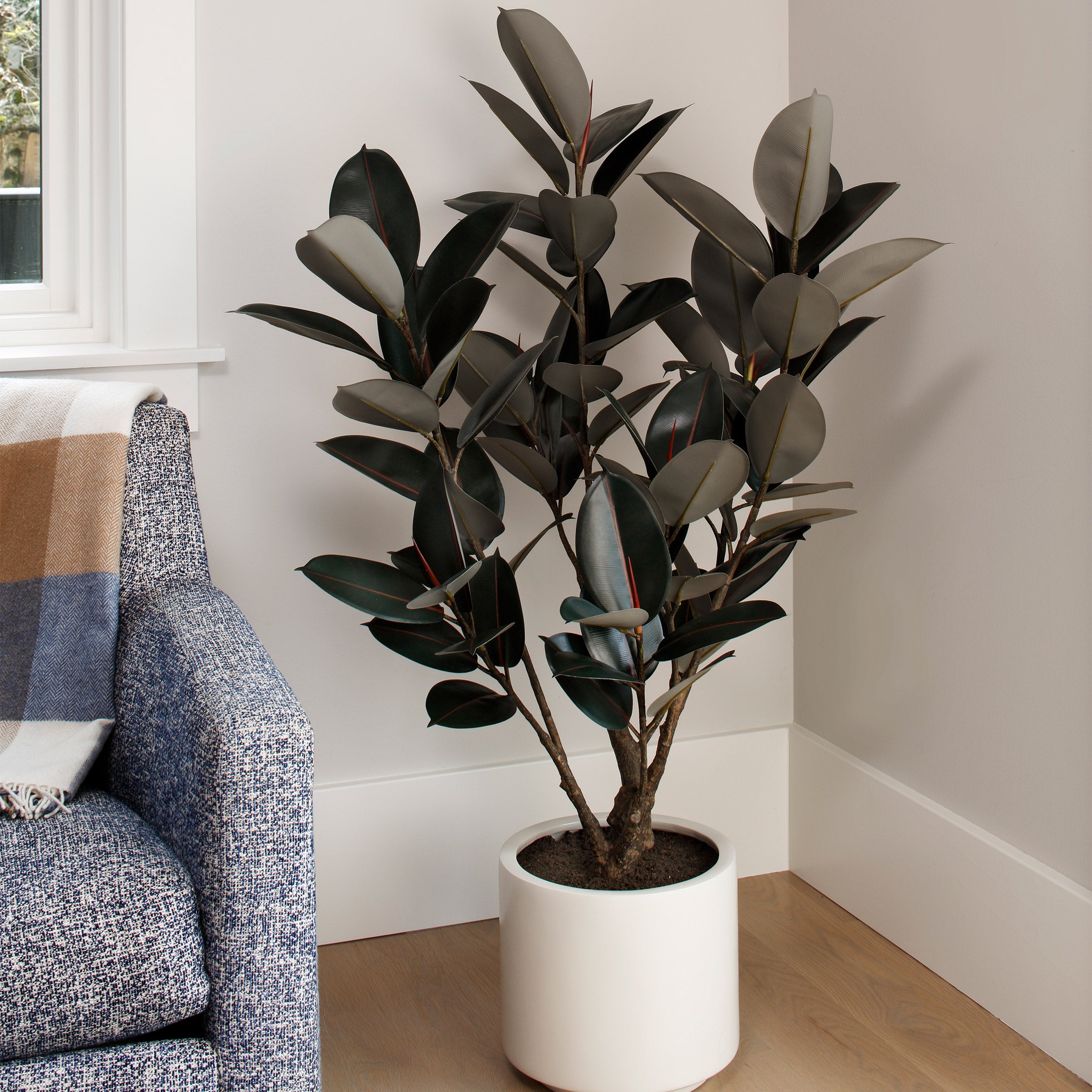 C.G. HUNTER FAUX RUBBER TREE