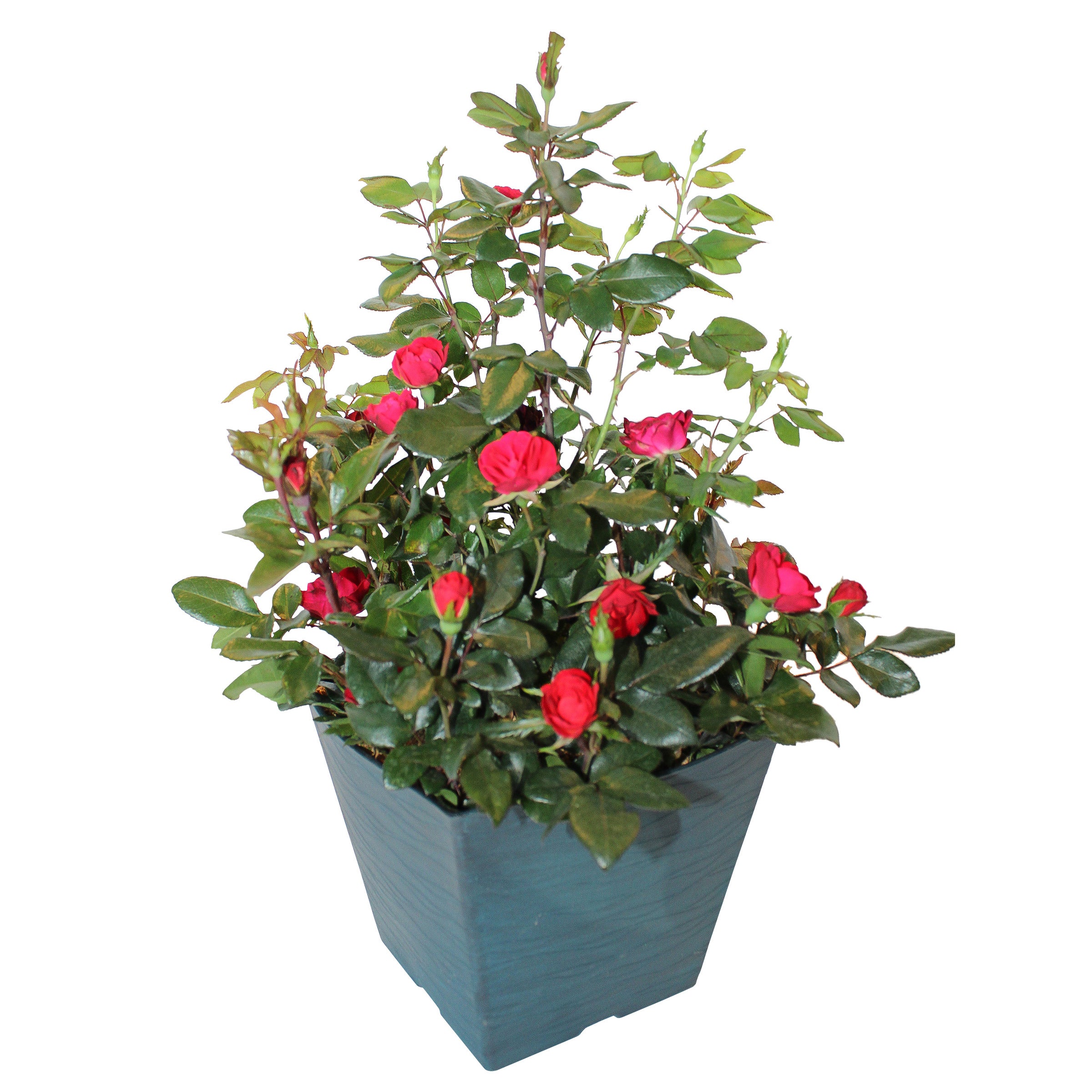 2G PETITE KNOCK OUT ROSE - Image 1