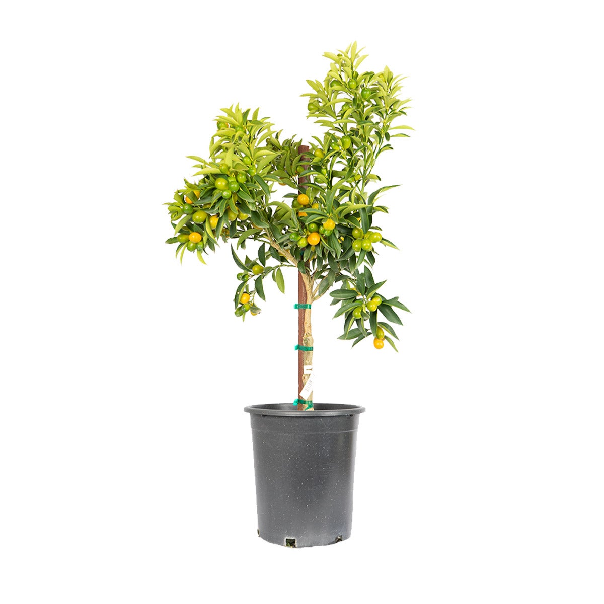 CITRUS KUMQUAT TREE ASSORTED VARIETIES 3.2G/12L - Image 1