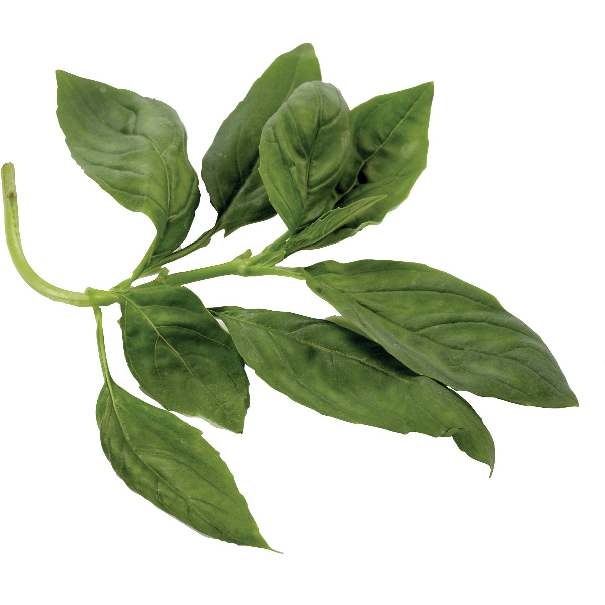 FRESH BASIL 1 LB