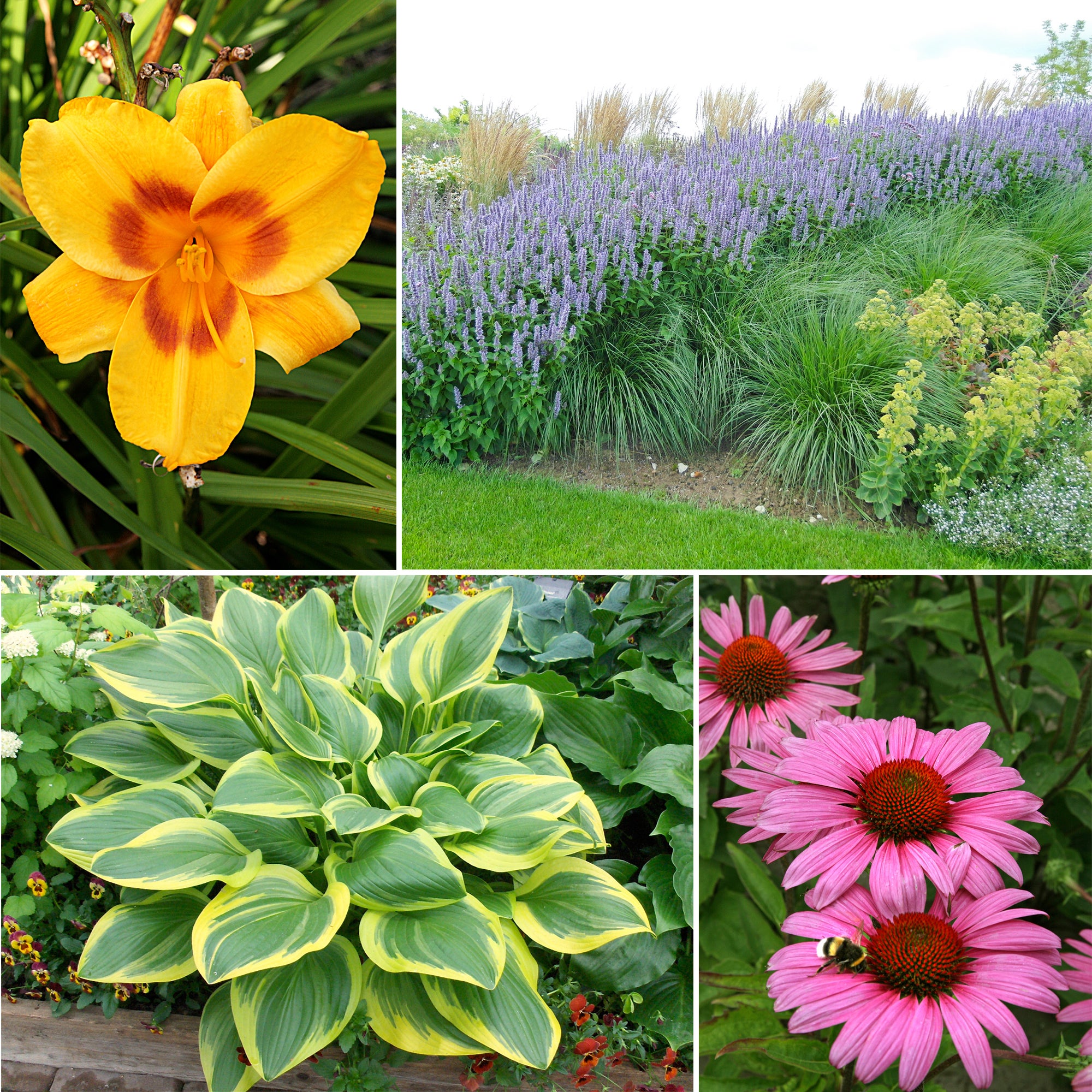 16¨ DROUGHT RESISTANT COMBO PLANTER 6.3G / 23.9L - Image 1