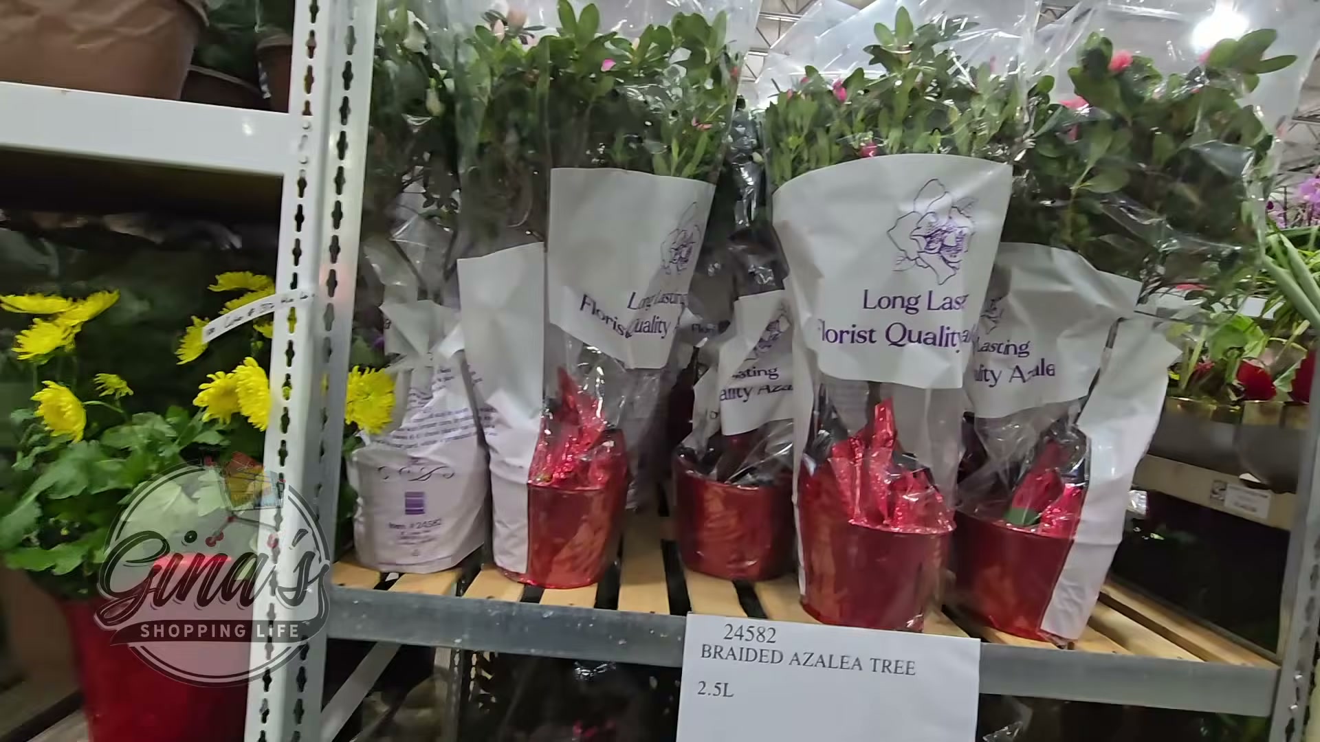 Braided Azalea Tree 2.5L - $23.99 at Costco