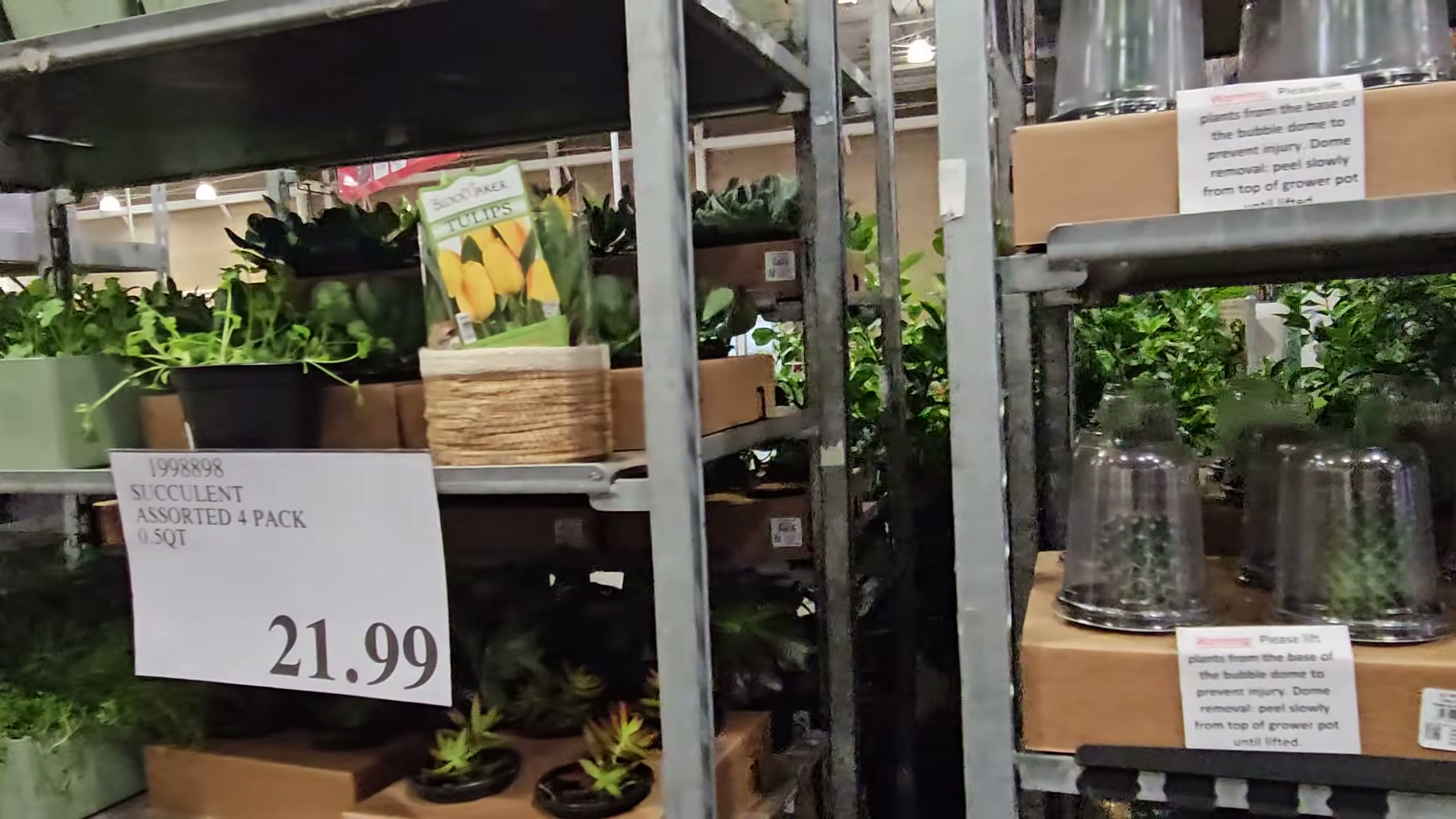 Succulent Assorted 4-Pack, 0.5 Qt (#1998898) - $21.99