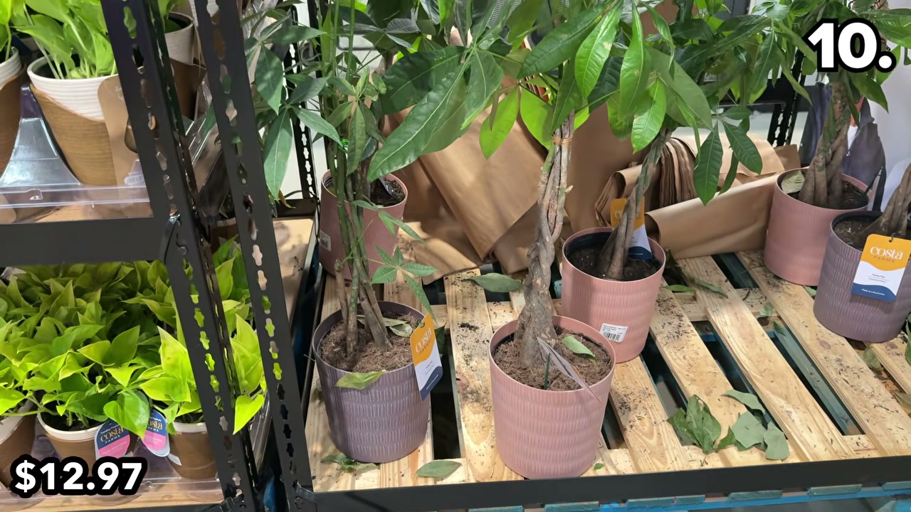 house plants sticky stakes Houseplant Sticky Stakes main image 1