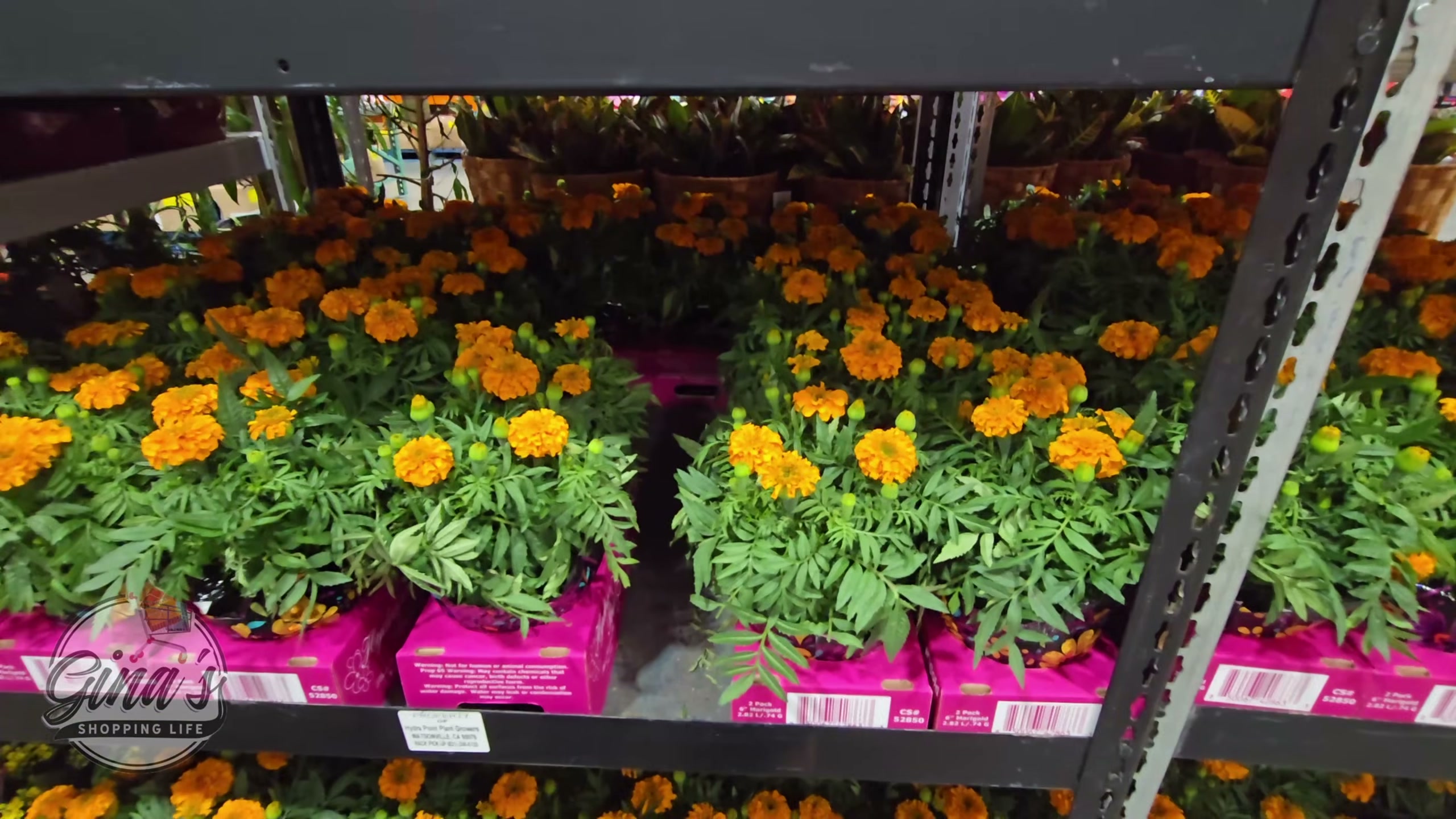 Costco MARIGOLD 2 PACK 1.5QT (#52850) - $12.99 (down from $13.99)