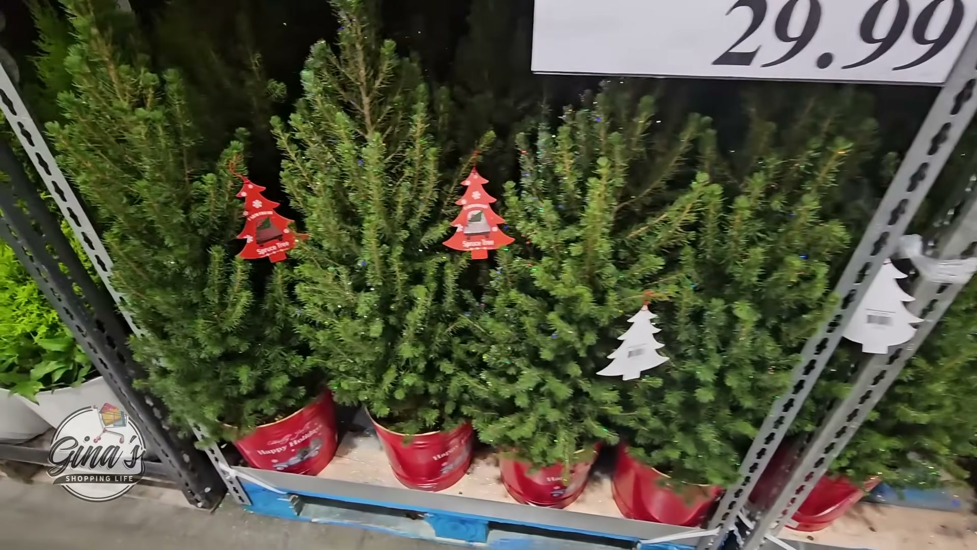 Glittered Spruce Tree, 2.1 Gallon (#165633) - $29.99