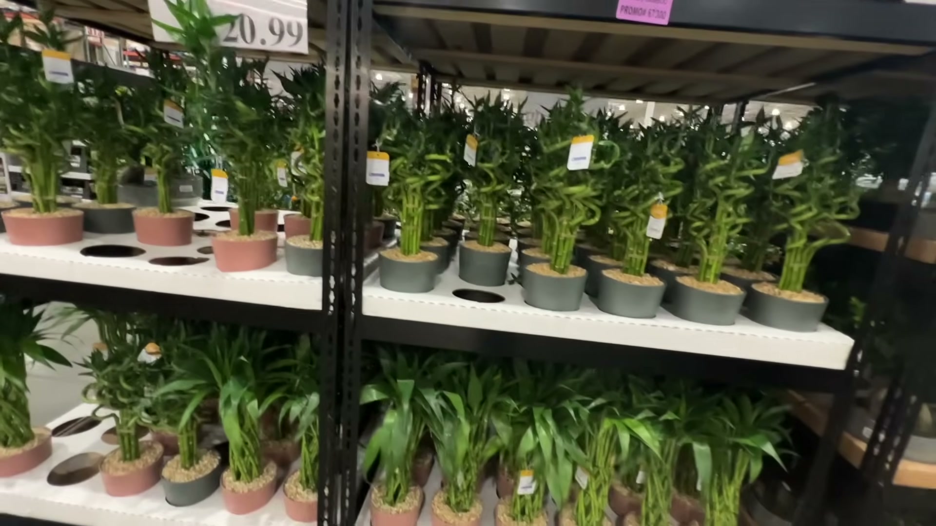 grow bulb for indoor plants GE Grow LED Light Bulb, A19 Indoor Plant Light for Seeds and Greens 16 PPF  - Edwardsville, IL - Alton, IL - Breese, IL