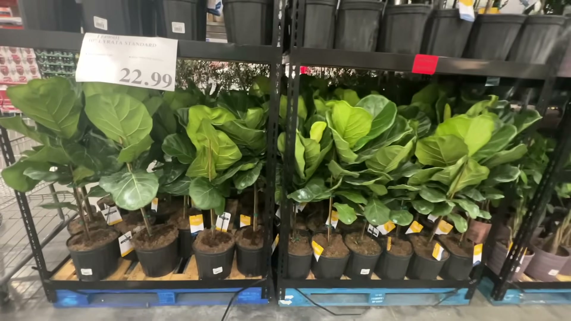 10" Ficus Lyrata Fiddle Leaf Fig Standard Tree - 2.3 Gallon / 8.5L  (#1149601) - $11.97 (down from $25.99)