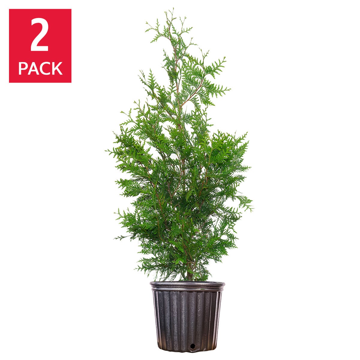 thuja smaragd 175-200 Thuja occidentalis 'Smaragd' Konifere (Lebensbaum) | 175-200 cm Im Topf