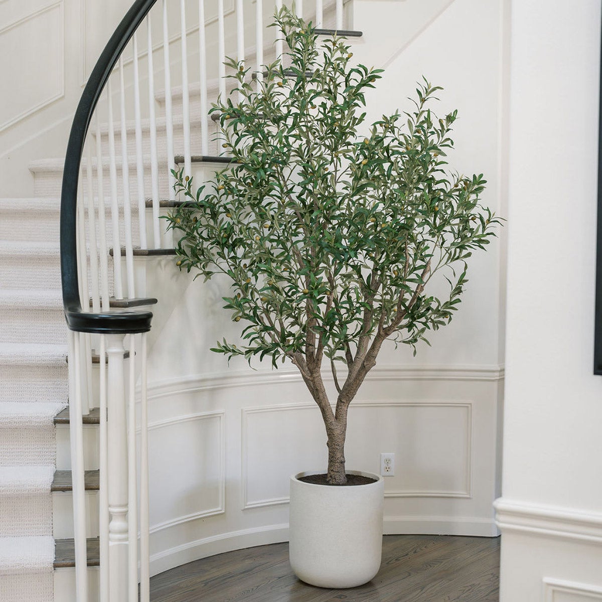 branches plants Serviceberry Amelanchier alnifolia  Greenwood Nursery