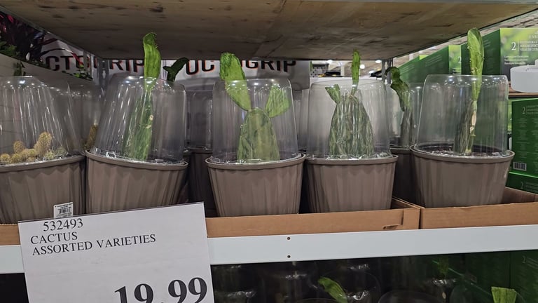 Cactus Assorted Varieties