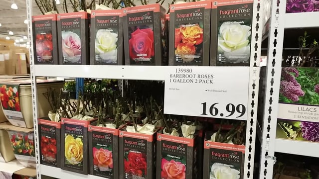 Bareroot Roses 1 Gallon 2 Pack