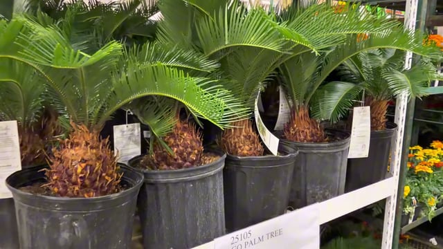 Sago Palm Tree 2.2 Gallon