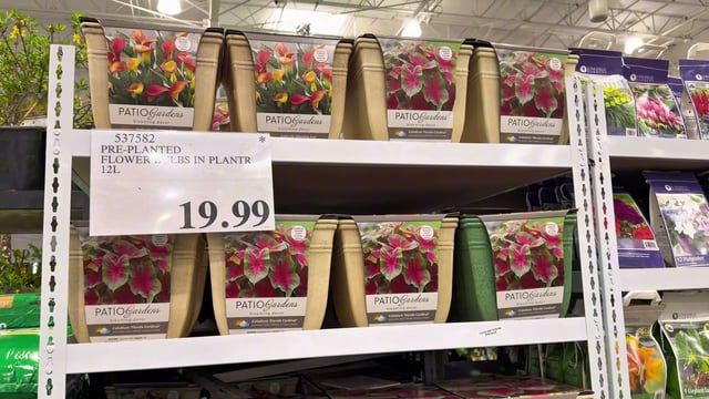 Pre-Planted Flower Bulbs in Planter 12L
