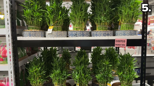 XL Lucky Bamboo 4-Tier Tower