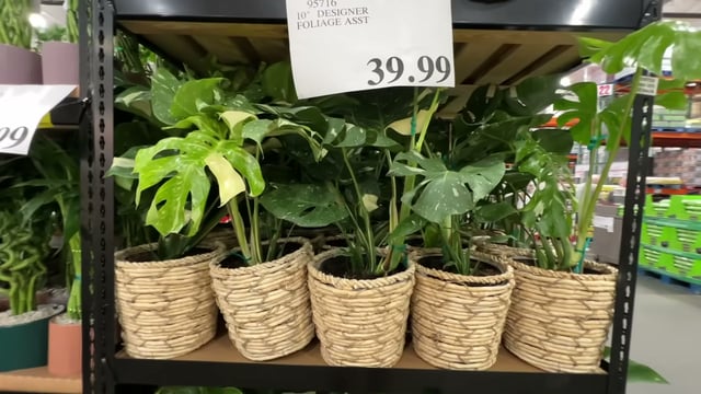 10" Thai Constellation Monstera in Basket