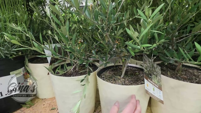 Olive Tree in Deco Pot 1.5G/5.6L
