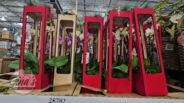 Orchid in Wooden Box 12oz/355ml