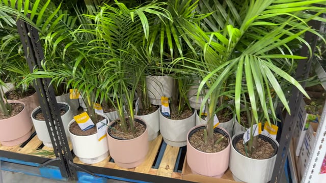 10" Majesty Palm, 2.3 Gallon / 8.5L