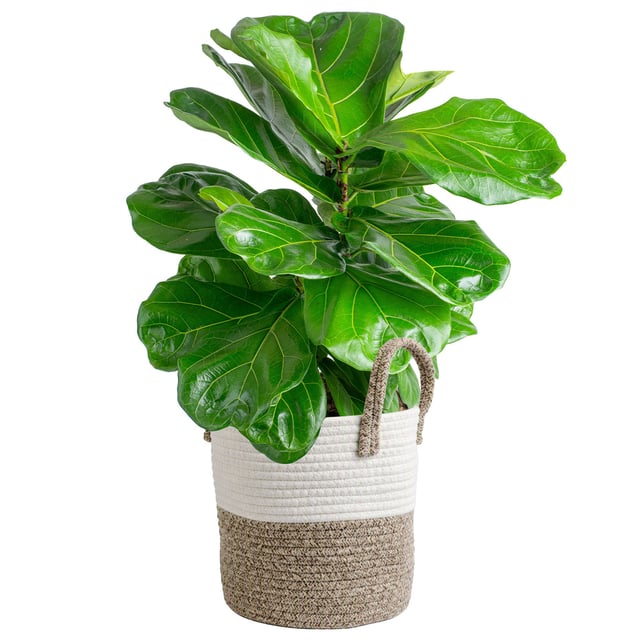 10" Assorted Tropical Indoor Foliage