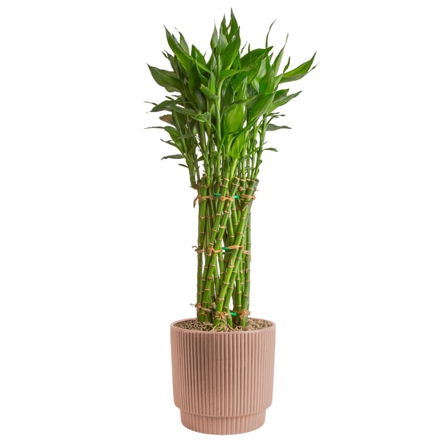 Lucky Bamboo in Ceramic Pot 1.8QT/1.7L
