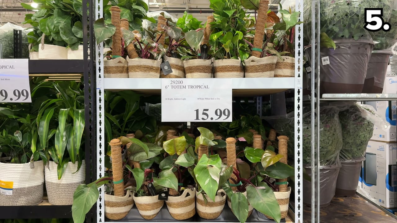 6" Totem Tropical Assorted