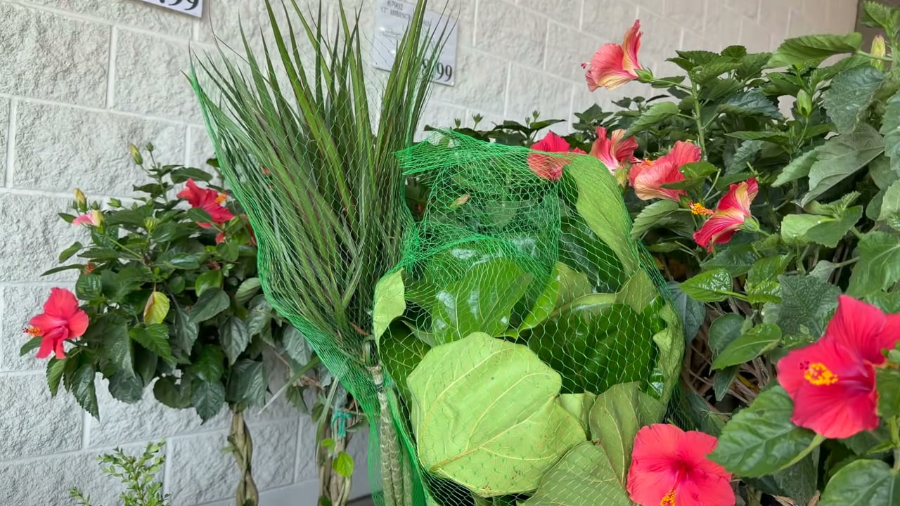12" Tropical Foliage Assortment, 4.79 Gallon / 18.13 Liter