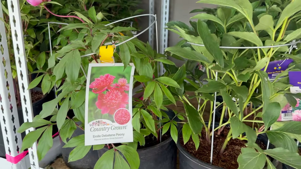 3-Gallon Peony, Assorted Varieties