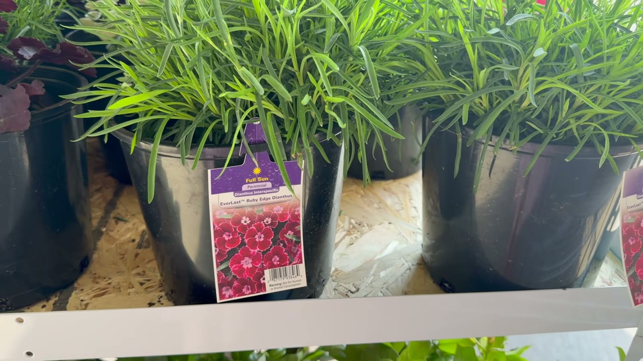 2 Gallon Perennial Assorted Varieties