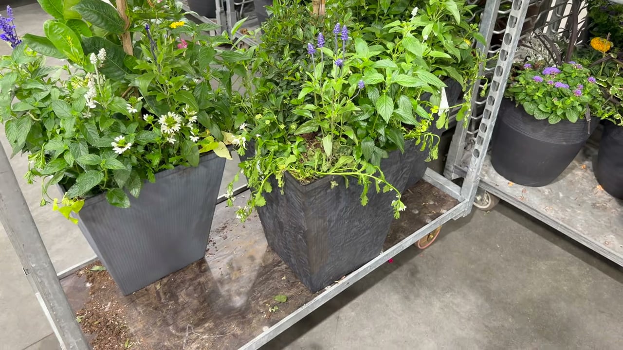 17" Fall Combo Planter