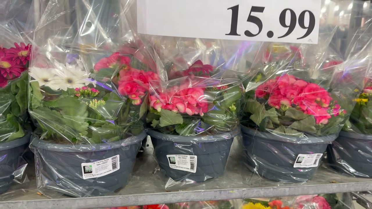 Begonia Tabletop Planter