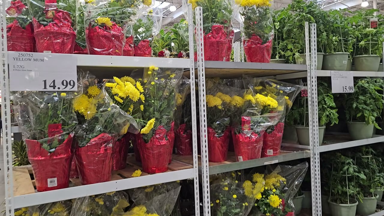 Yellow Mum Chrysanthemum 1.7 Gallon