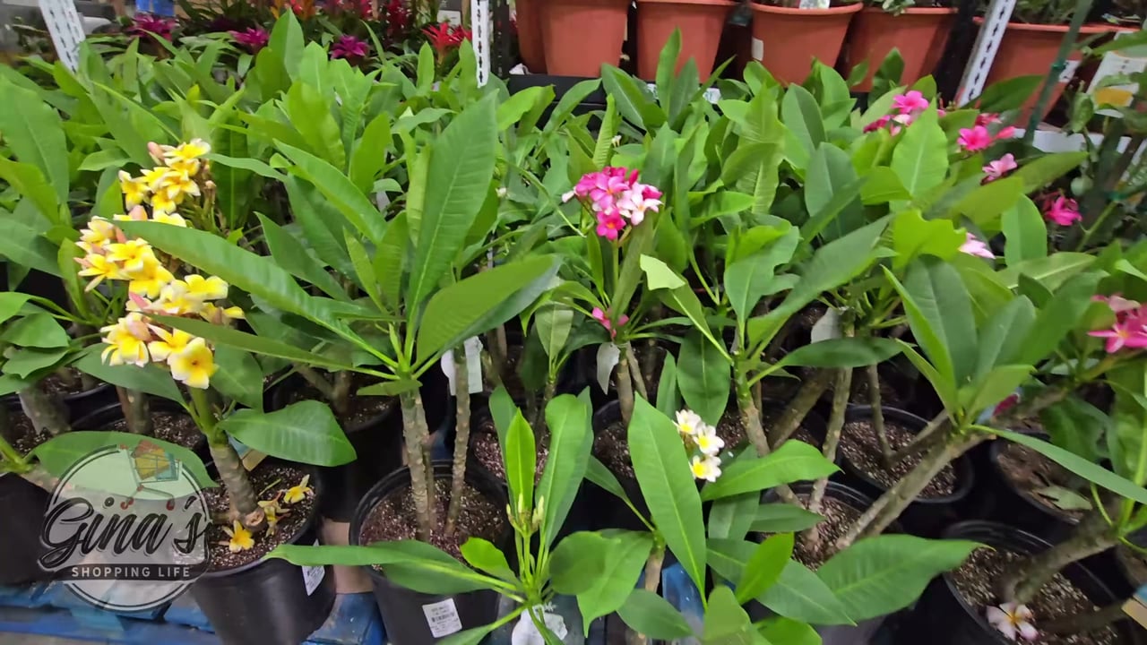 Plumeria (Frangipani) Live Plant, 3.5 Gallon / 13.1L Pot