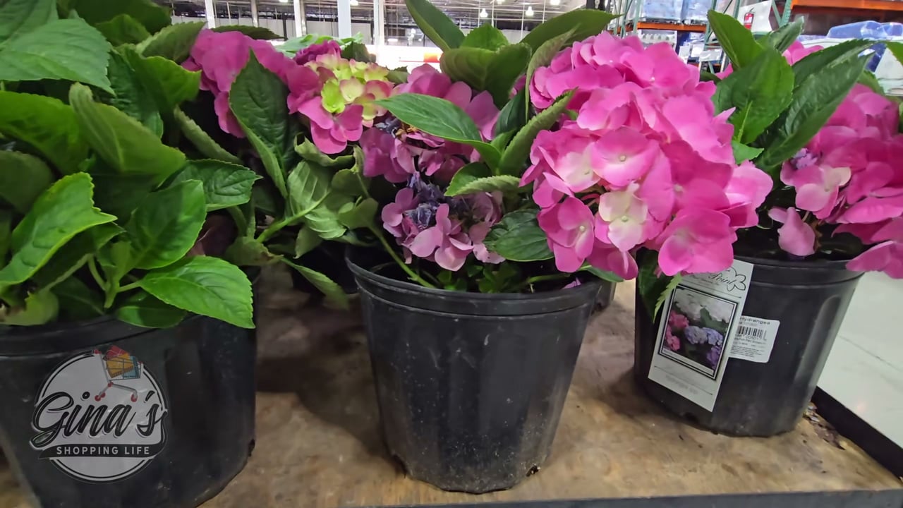 Flowering Shrub Assorted 1.5 Gallon (5.6L)