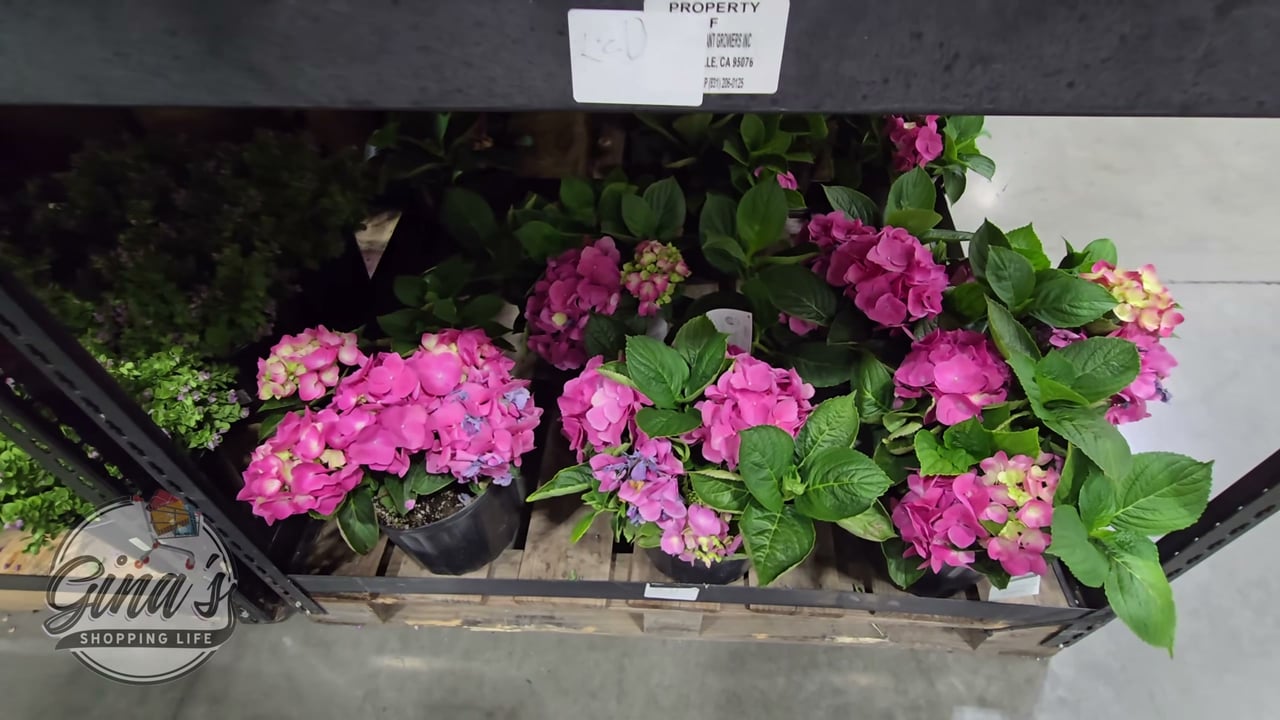 #2 Hydrangea Assorted Varieties 2.02 Gallon / 7.68 Liter