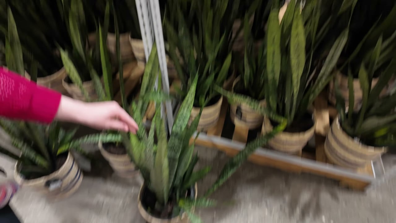 10" Tropical Foliage Plant, 2.3 Gallon