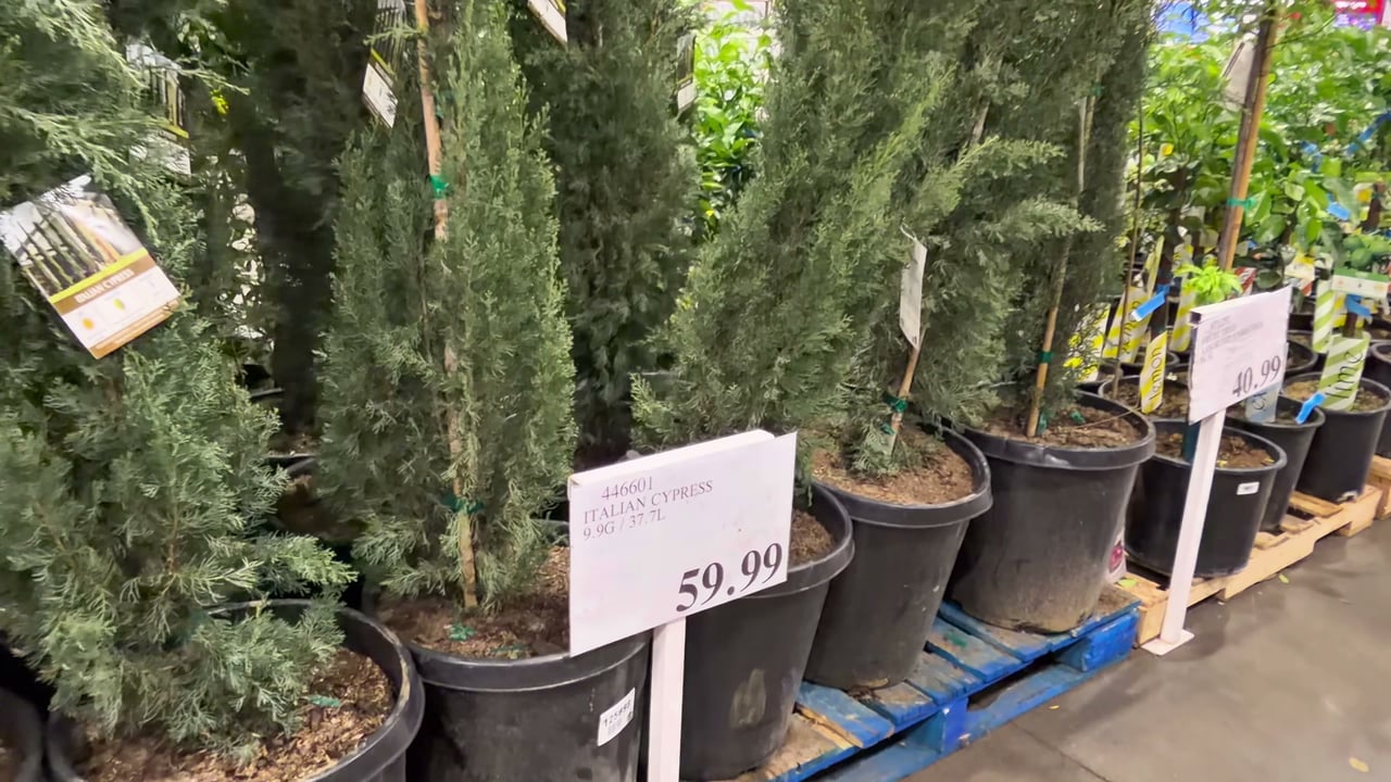 Italian Cypress 9.9 Gallon / 37.7 Liter