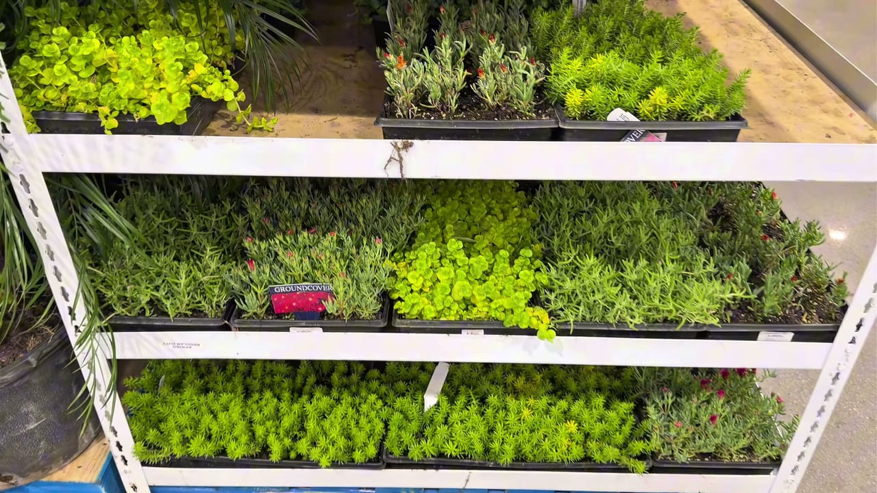 Ground Cover Assorted Varieties 3.5 Gallon / 13.3L