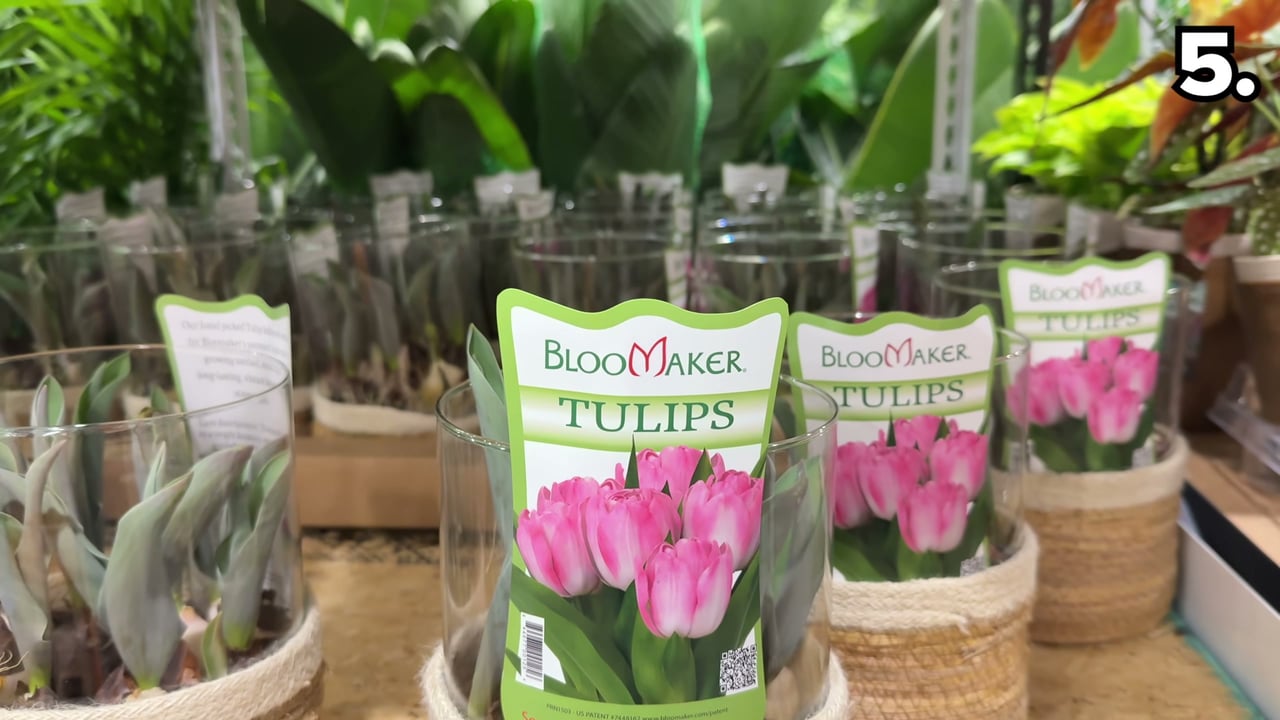 Tulip in Hurricane Glass Vase