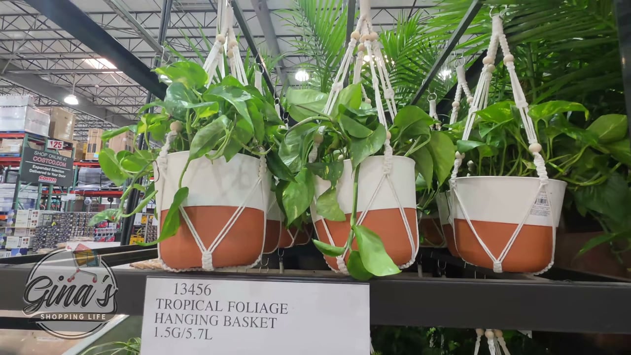 Tropical Foliage Hanging Basket 1.5G