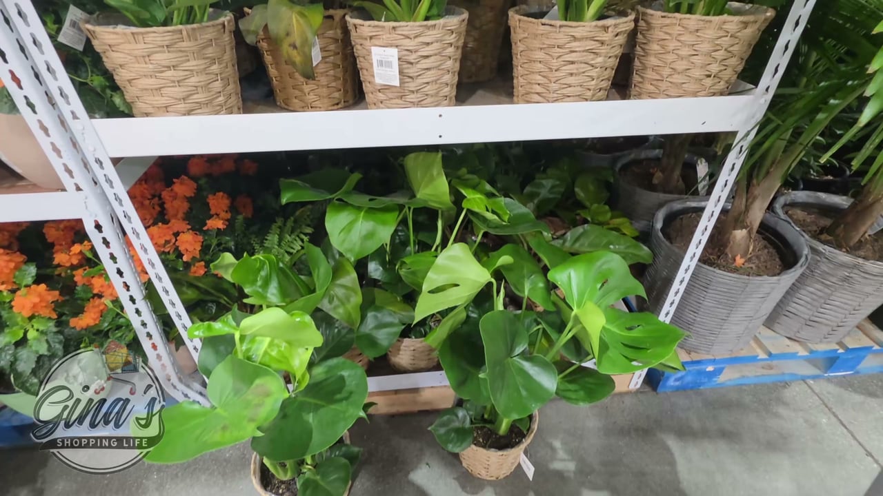 Tropical Foliage in Basket 3.75 Quart