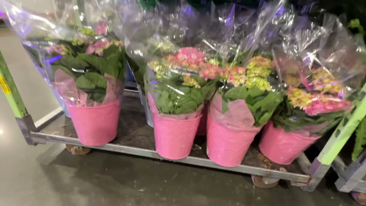 Blooming Hydrangea, Gardenia, or Azalea in Decorative Wrap