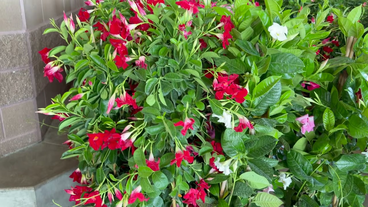 10" Mandevilla Trellis (#86328) - $18.97 (down from $29.99)