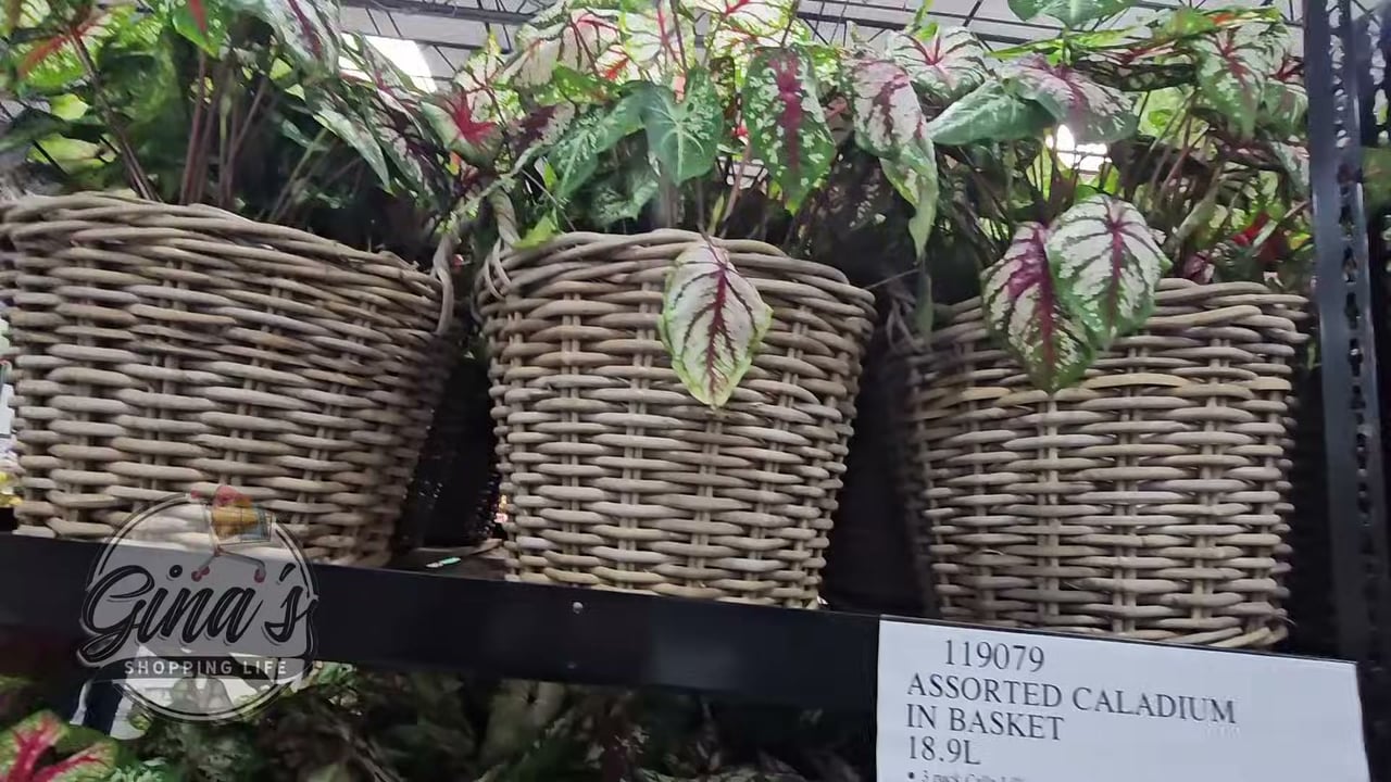 Assorted Caladium in Basket 18.9L