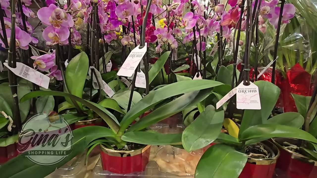 Orchid in Ceramic Pot 0.2 Gallon/0.8 Liter