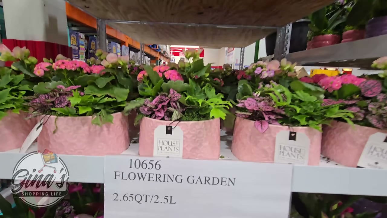 Flowering Garden 3 Qt / 2.8L (8" Pot)