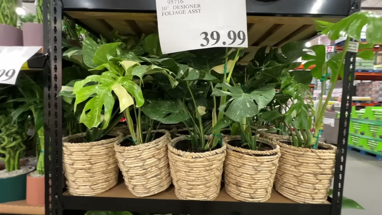 10" Thai Constellation Monstera in Basket
