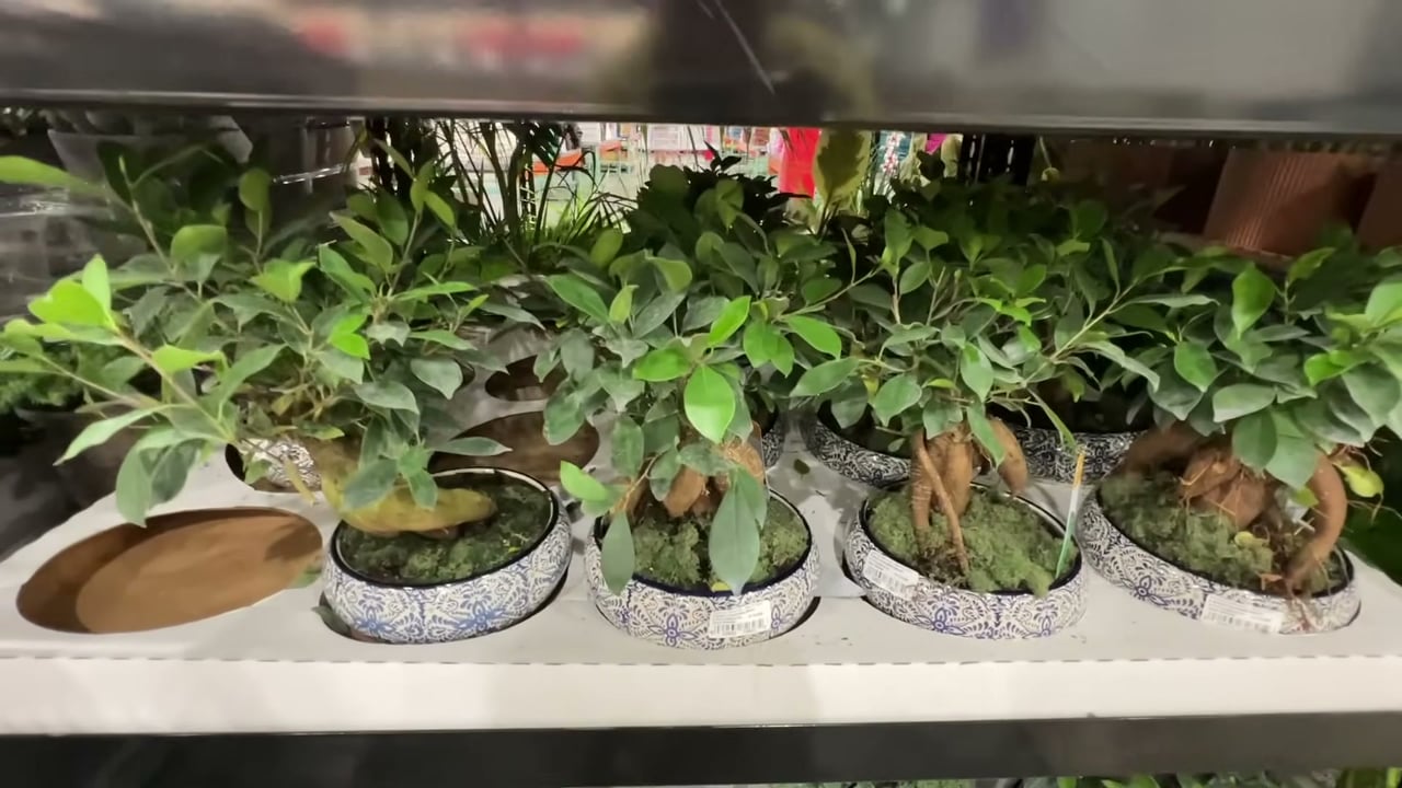 Bonsai in Ceramic